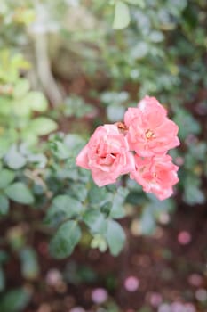 Roses in the garden, Roses are beautiful with a beautiful sunny day.