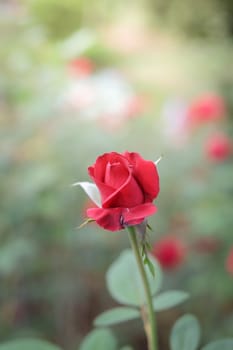 Roses in the garden, Roses are beautiful with a beautiful sunny day.