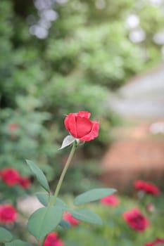 Roses in the garden, Roses are beautiful with a beautiful sunny day.