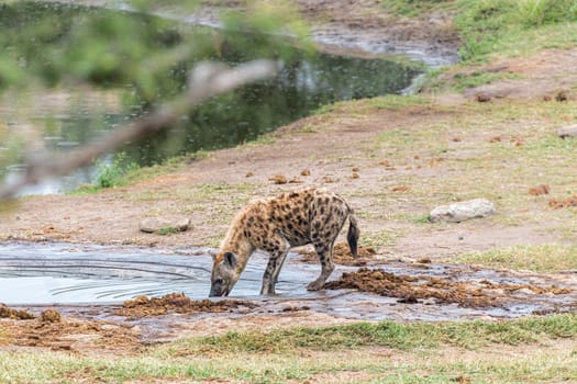 A female spotted hyaena, Crocuta crocuta, drinking water from a dam
