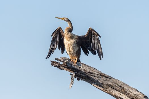 An african darter, Anhinga rufa, drying its wings in the sun