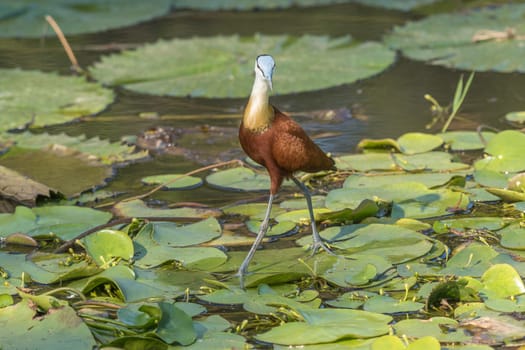 An african jacana, Actophilornis africanus, at Lake Panic near Skukuza in the Mpumalanga Province of South Africa