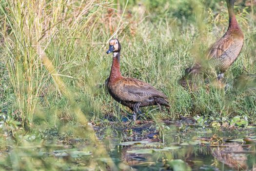 A white-faced duck, Dendrocygna viduata, at Lake Panic