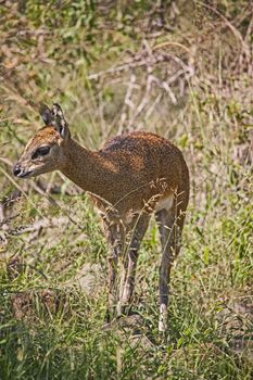An immature Klipspringer (Oreotragus oreotragus) photographed on a rocky outcrop in Kruger National Park. South Africa
