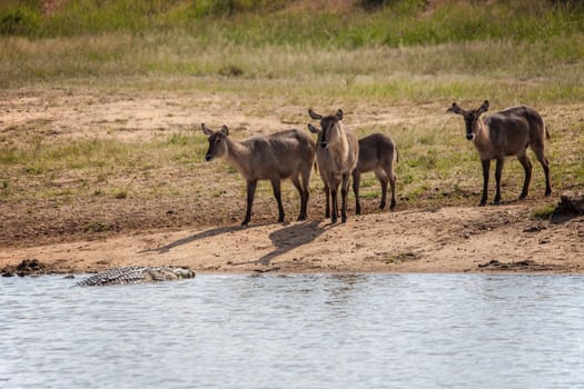 A group of Waterbuck (Kobus ellipsiprymnus) intently watching a Nile Crocodile (Crocodylus niloticus) in the water.