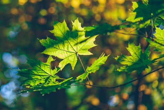 Green maple foliage on a forest background