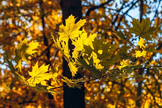 Yellow maple foliage on a forest background