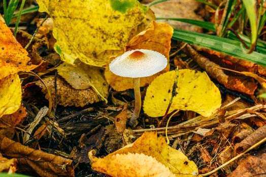 Little grebe among the yellow leaves in autumn forest.