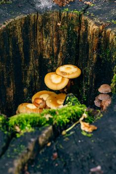 Mushrooms and moss on the background of a tree trunk,