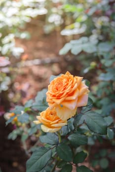 Roses in the garden, Roses are beautiful with a beautiful sunny day.