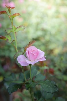 Roses in the garden, Roses are beautiful with a beautiful sunny day.