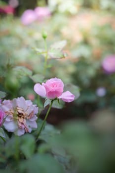 Roses in the garden, Roses are beautiful with a beautiful sunny day.