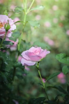 Roses in the garden, Roses are beautiful with a beautiful sunny day.