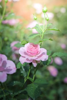 Roses in the garden, Roses are beautiful with a beautiful sunny day.