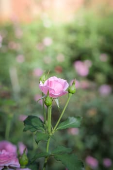 Roses in the garden, Roses are beautiful with a beautiful sunny day.