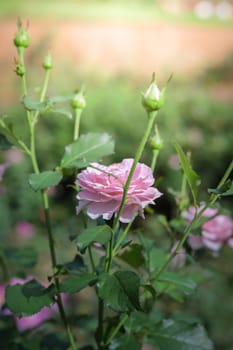 Roses in the garden, Roses are beautiful with a beautiful sunny day.