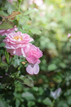 Roses in the garden, Roses are beautiful with a beautiful sunny day.