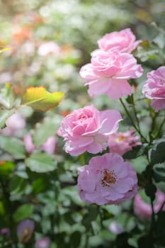 Roses in the garden, Roses are beautiful with a beautiful sunny day.