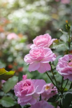 Roses in the garden, Roses are beautiful with a beautiful sunny day.