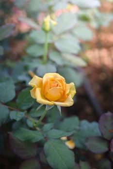 Roses in the garden, Roses are beautiful with a beautiful sunny day.