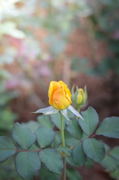 Roses in the garden, Roses are beautiful with a beautiful sunny day.