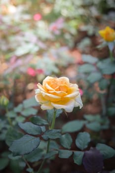 Roses in the garden, Roses are beautiful with a beautiful sunny day.