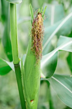 Fresh purple corn fruits in cornfield