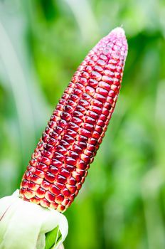 Showing harvest fresh red corn in farm.