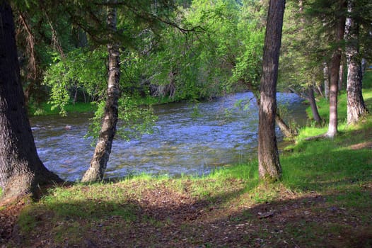 Lonely trees stand on the banks of a turbulent river. Morning, Sema river, Altai, Siberia, Russia.