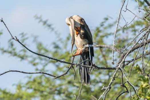 An african darter, Anhinga rufa, scratching its neck. A webbed talon is visible