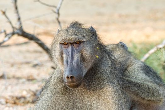 A Chacma baboon, Papio ursinus, being groomed by another baboon