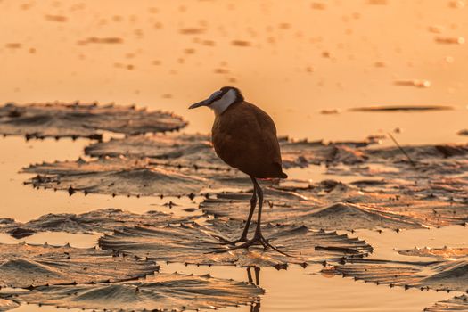 Silhouette at sunrise of an african jacana, Actophilornis africanus, on a water lily leaf at Lake Panic