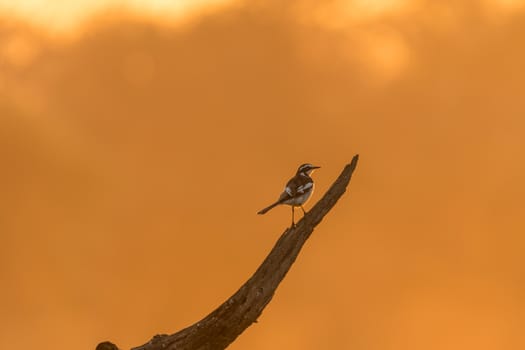 An african pied wagtail, Motacilla aguimp, on a dead tree stump, against glow of rising sun