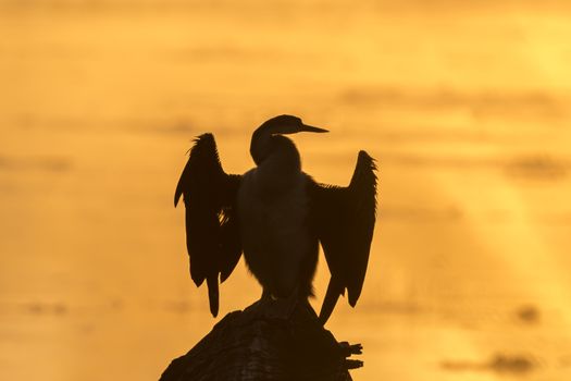 Silhouette of an african darter, Anhinga rufa, against the glare of sunrise in a dam