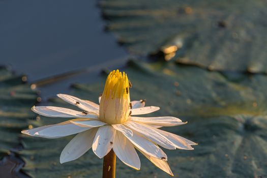 A water lily in Lake Panic. Several insects are visible