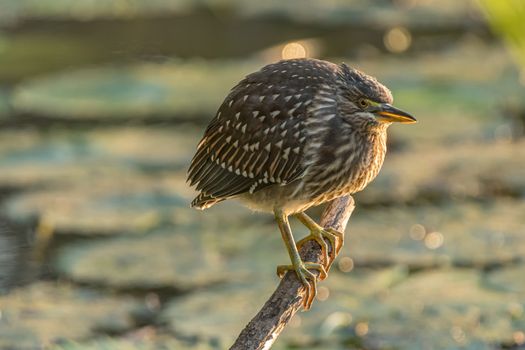 A green-backed heron, Butorides striata, sitting on a tree stump