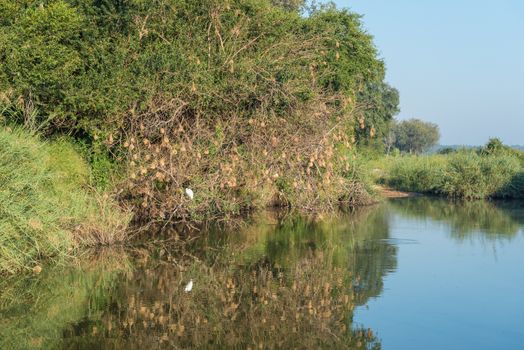 Bird nests hanging from a tree above water. A little egret, Egretta garzetta, is visible