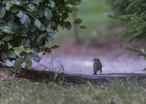 young robin bird in august looking for food