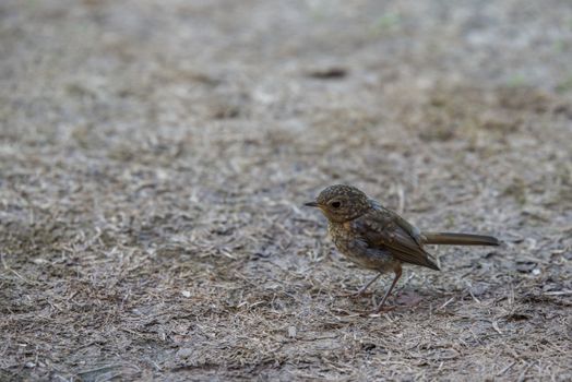 young robin bird in august looking for food