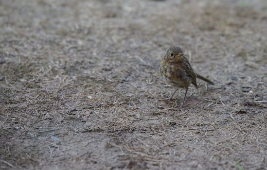 young robin bird in august looking for food