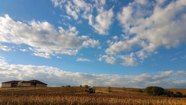 Combine is working in the field. Harvester is cutting ripe, dry sunflowers. Beautiful landscape with blue sky. Agriculture autumn design concept.