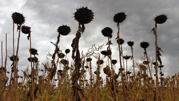 Vintage withered sunflowers in the autumn field