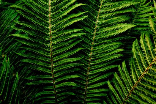 Floral background. Dark green fern foliage close-up. Image for lifestyle blog, social media or interior. Horizontal. Dark mood style.