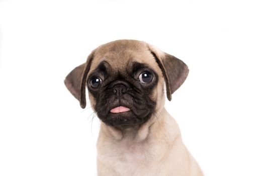 Close-up head portrait puppy pug funny dog isolated on white background - text space-