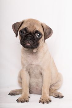 Pug, portrait of a puppy small lovely dog looking at camera isolated on white bakcground