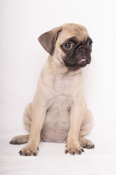 Pug, portrait of a puppy small lovely dog looking at camera isolated on white bakcground