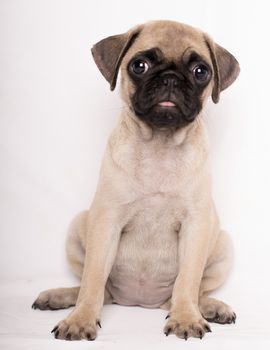 Pug, portrait of a puppy small lovely dog looking at camera isolated on white bakcground