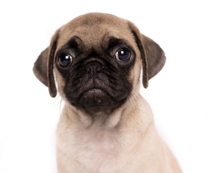 Close-up head portrait puppy pug funny dog isolated on white background - text space-