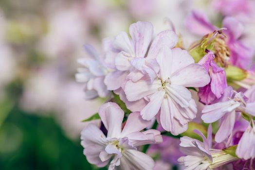 Beautiful pink flowers on blurred background. Selective focus.