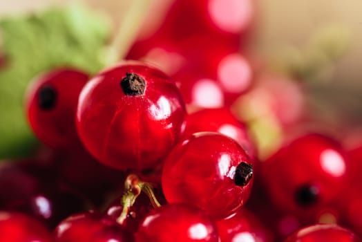 Background of Ripe and Juicy Red Currant.